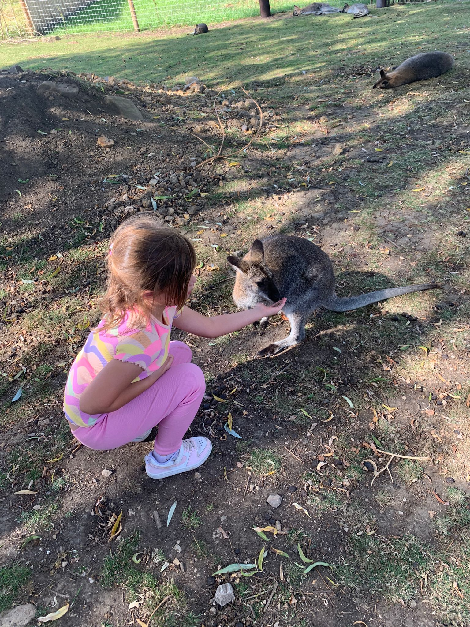 Alice crouching down to greet a wallaby at Peak Wildlife Park