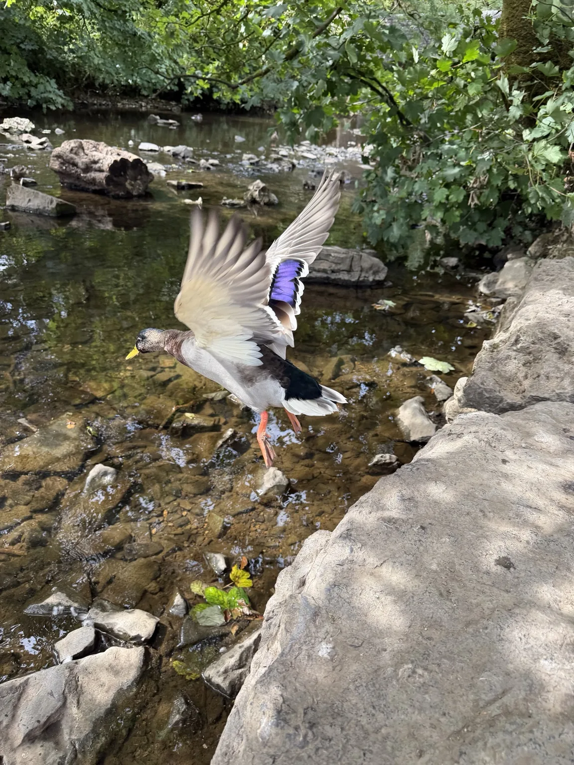 A mallard duck launching itself beside the River Manifold
