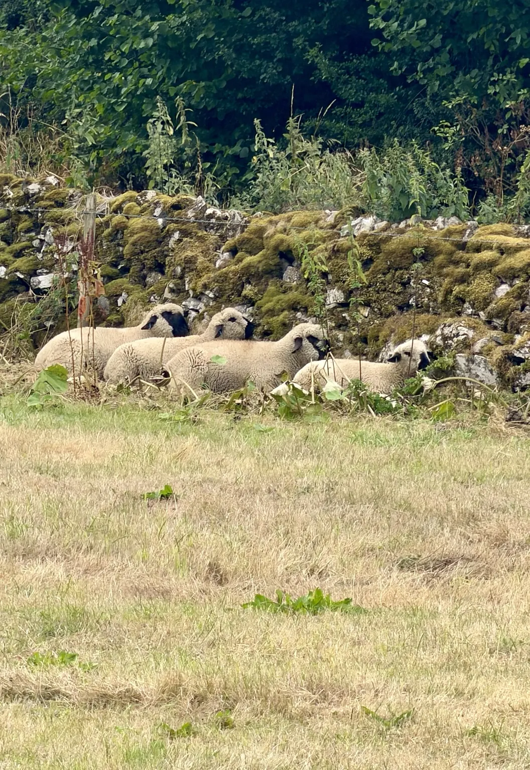 Sheep gathered beside a moss-covered dry stone wall